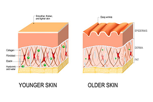 collagen/skin layers