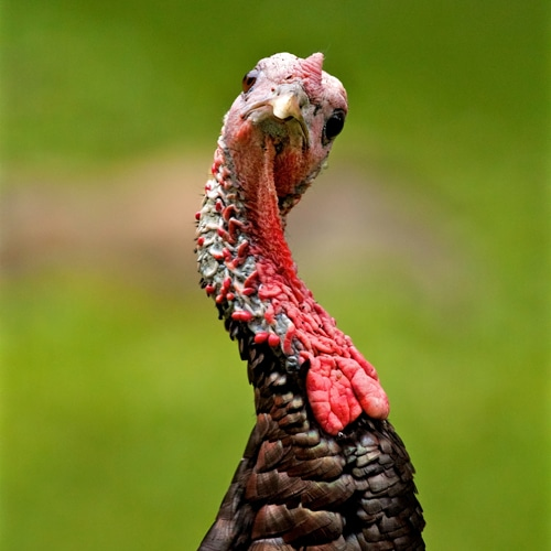 Turkey neck illustrating damaged or wrinkled skin 